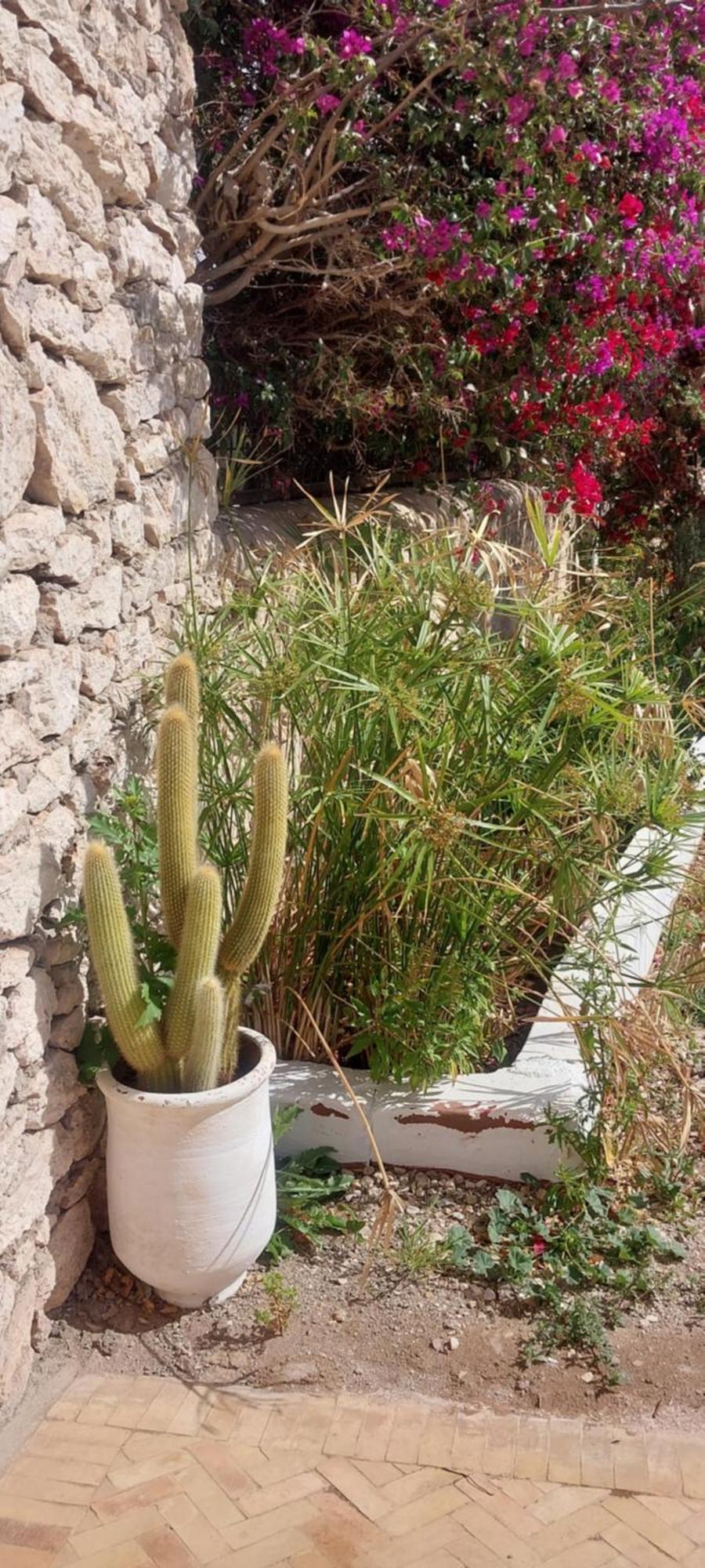 Riad Eucalyptus Essaouira Eksteriør billede
